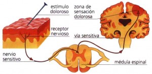 dolor transmisión
