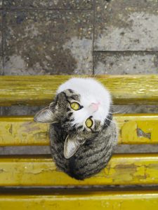 Imagen tomada de https://unsplash.com/